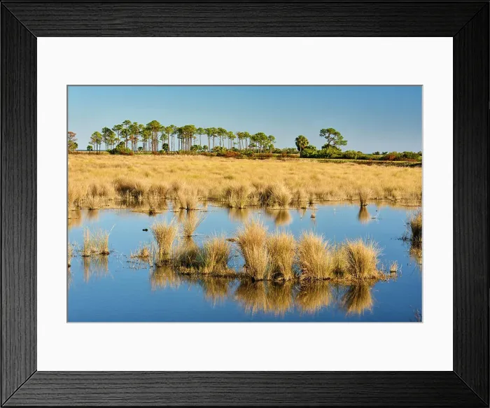 Framed Print : Hummocks of marsh grasses in a salt water marsh, St. Marks NWR, Florida, USA Framed Print : Hummocks of marsh grasses in a salt water marsh, St. Marks NWR, Florida, USA