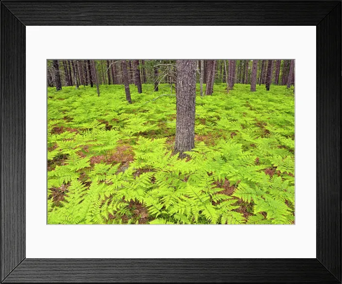 Framed Print : Pine woodland with bracken ferns, Pictured Rocks National Lakeshore, Michigan, USA Framed Print : Pine woodland with bracken ferns, Pictured Rocks National Lakeshore, Michigan, USA