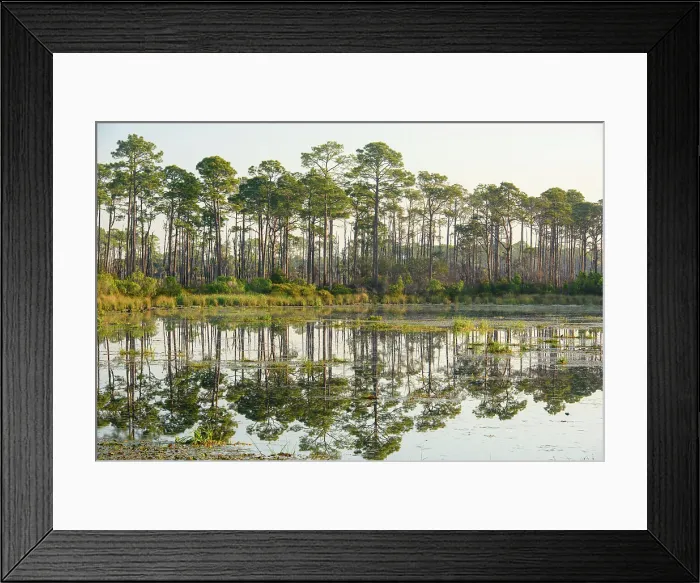 Framed Print : Headquarters Pond, St. Marks NWR, Florida, USA Framed Print : Headquarters Pond, St. Marks NWR, Florida, USA