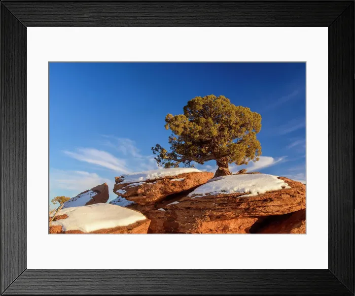 Framed Print : Pinyon pine and rocks in winter, Dead Horse Point State Park, Utah, USA Framed Print : Pinyon pine and rocks in winter, Dead Horse Point State Park, Utah, USA