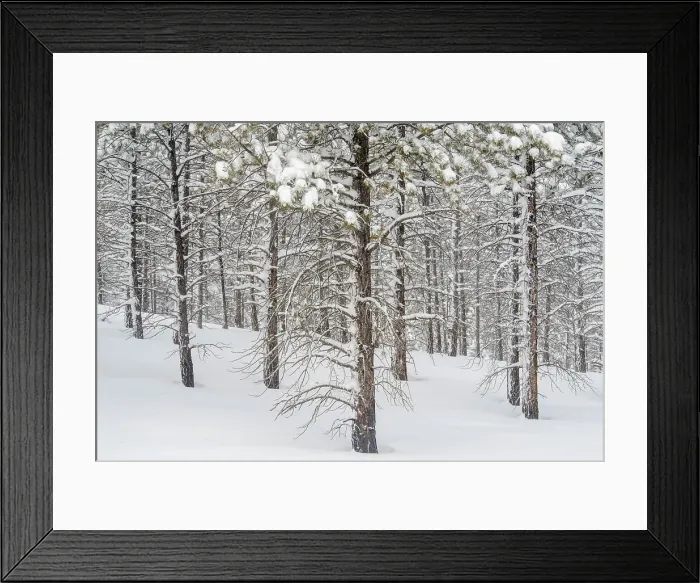 Framed Print : Fresh winter snow in the ponderosa pine woodland, Bryce Canyon National Park, Utah, USA Framed Print : Fresh winter snow in the ponderosa pine woodland, Bryce Canyon National Park, Utah, USA