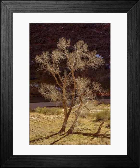 Framed Print : Cottonwood in Zion Canyon, Zion National Park, Utah, USA Framed Print : Cottonwood in Zion Canyon, Zion National Park, Utah, USA