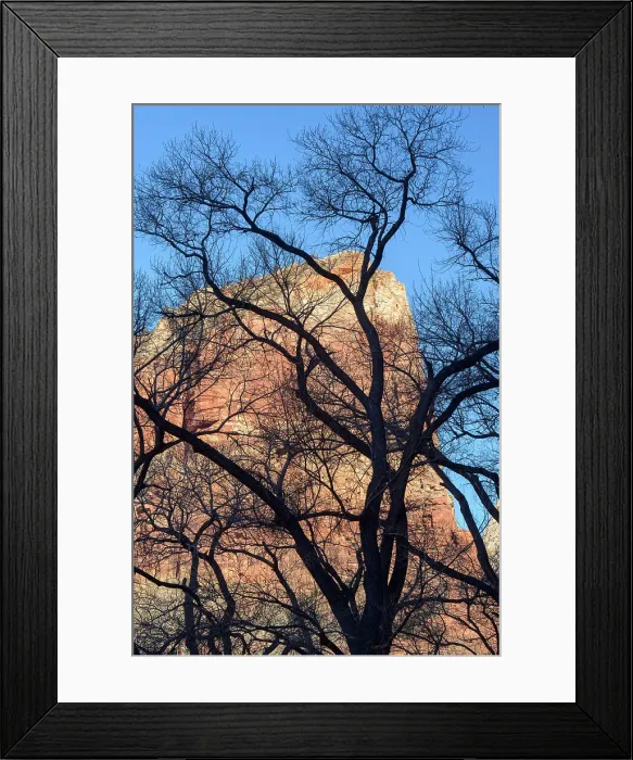 Framed Print : Cottonwoods in Zion Canyon, Zion National Park, Utah, USA Framed Print : Cottonwoods in Zion Canyon, Zion National Park, Utah, USA