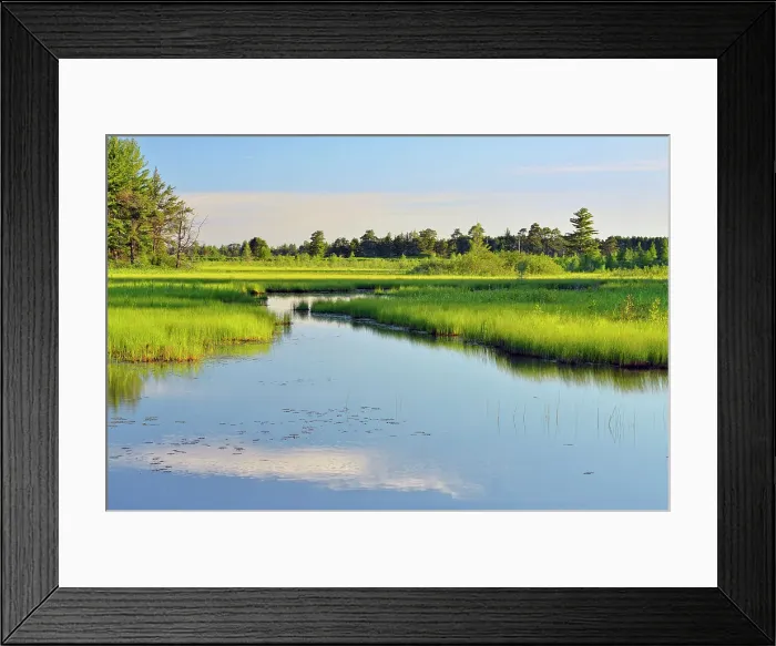 Framed Print : Seney wetlands in early summer, Seney NWR, Seney, USA Framed Print : Seney wetlands in early summer, Seney NWR, Seney, USA