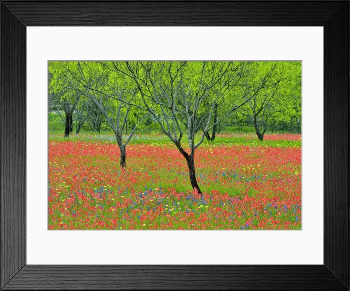 Framed Print : Texas wildflowers in bloom on the grounds of a country residence, Seguin, Texas, USA Framed Print : Texas wildflowers in bloom on the grounds of a country residence, Seguin, Texas, USA