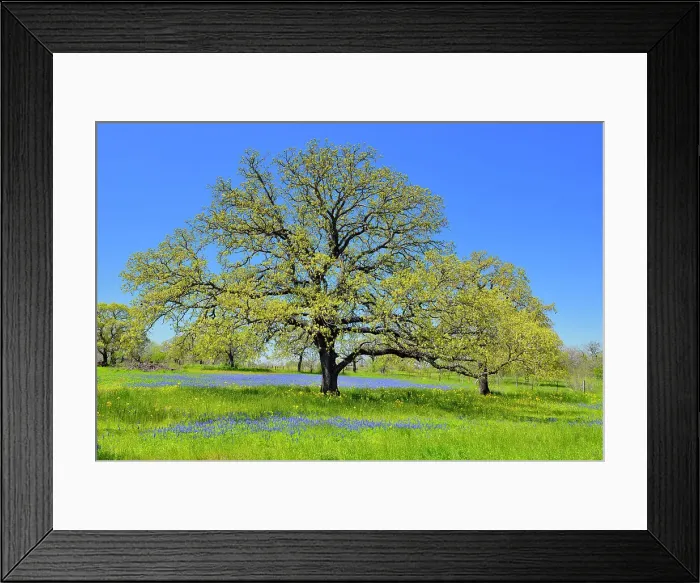Framed Print : Roadside wildflowers featuring oak tree and bluebonnets, Seguin, Texas, USA Framed Print : Roadside wildflowers featuring oak tree and bluebonnets, Seguin, Texas, USA