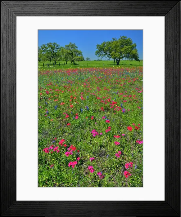 Framed Print : Roadside wildflowers featuring phlox and bluebonnets with oak trees, Seguin, Texas, USA Framed Print : Roadside wildflowers featuring phlox and bluebonnets with oak trees, Seguin, Texas, USA