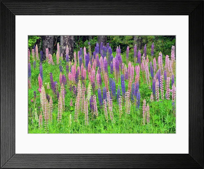 Framed Print : Lupines by the side of the road, Chequamegon National Forest, Hwy 77, Wisconsin, USA Framed Print : Lupines by the side of the road, Chequamegon National Forest, Hwy 77, Wisconsin, USA