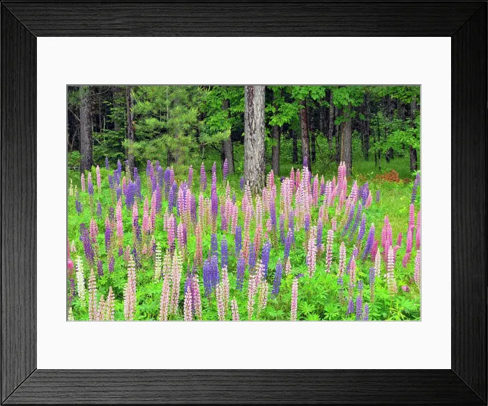 Framed Print : Lupines by the side of the road, Chequamegon National Forest, Hwy 77, Wisconsin, USA Framed Print : Lupines by the side of the road, Chequamegon National Forest, Hwy 77, Wisconsin, USA