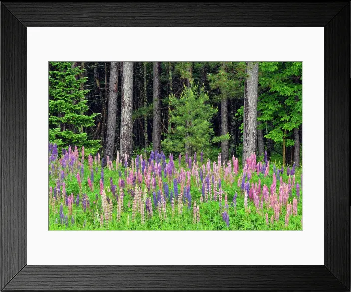 Framed Print : Lupines by the side of the road, Chequamegon National Forest, Hwy 77, Wisconsin, USA Framed Print : Lupines by the side of the road, Chequamegon National Forest, Hwy 77, Wisconsin, USA
