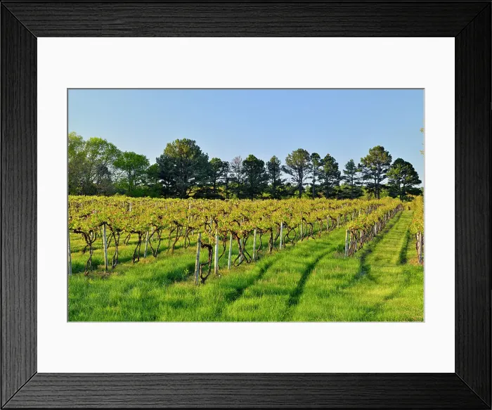 Framed Print : Vineyard rows, St. James, Missouri, USA Framed Print : Vineyard rows, St. James, Missouri, USA
