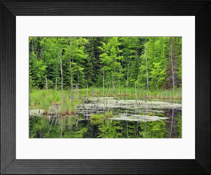 Framed Print : Wetland and tree snags, Hwy 63 near Hayward, Wisconsin, USA Framed Print : Wetland and tree snags, Hwy 63 near Hayward, Wisconsin, USA