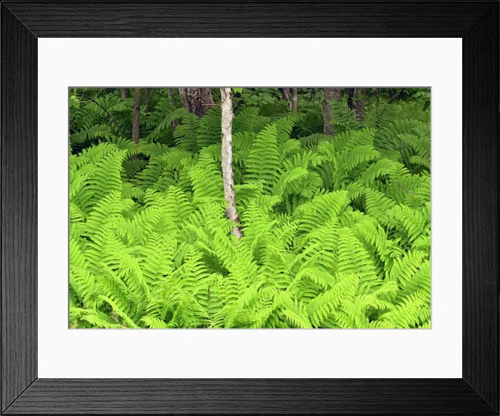Framed Print : Ferns in the understory of a deciduous woodland, Hwy 63 near Hayward, Wisconsin, USA Framed Print : Ferns in the understory of a deciduous woodland, Hwy 63 near Hayward, Wisconsin, USA