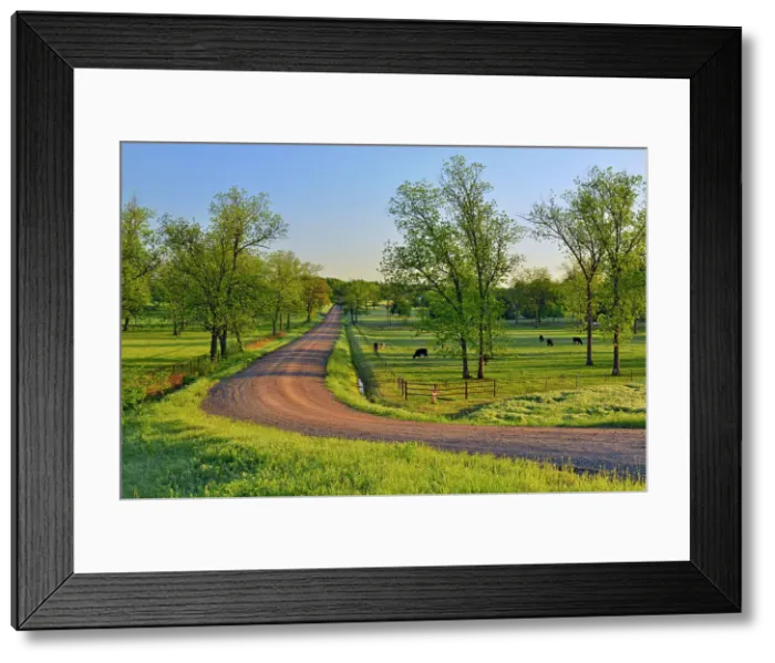 Framed Print : Pecan trees cattle near Route 66 ands 449 Ave dirt road, DePew, Oklahoma, USA Framed Print : Pecan trees cattle near Route 66 ands 449 Ave dirt road, DePew, Oklahoma, USA