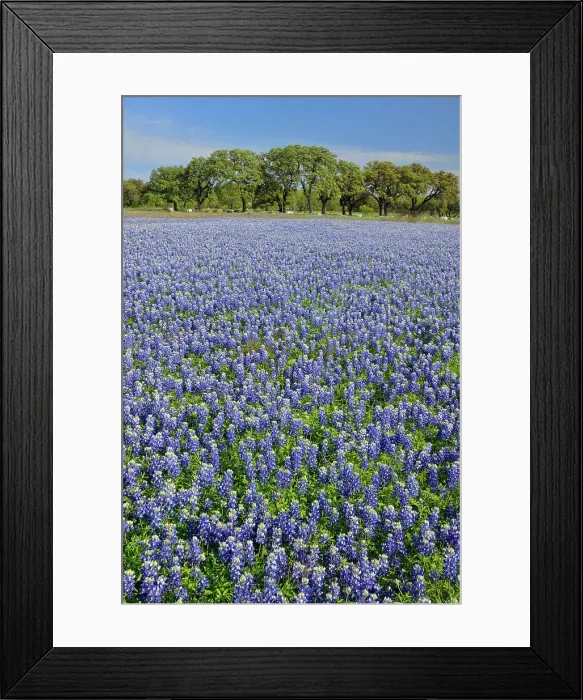 Framed Print : Flowering Texas bluebonnets near Lake Travis, Pace Bend LCRA, Spicewood, Travis County, Texas, USA