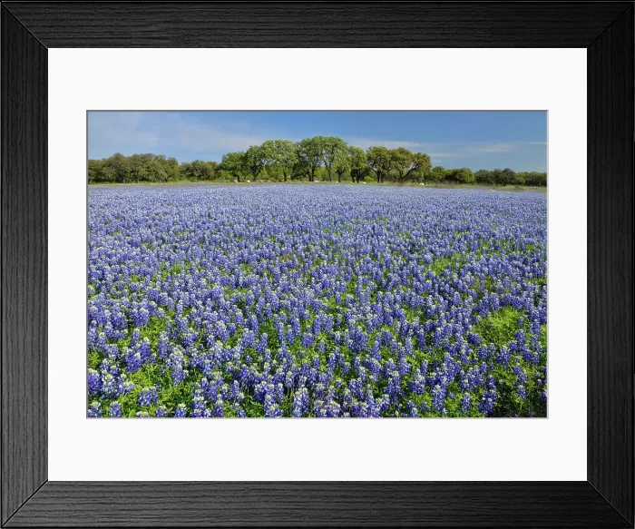 Framed Print : Flowering Texas bluebonnets near Lake Travis, Pace Bend LCRA, Spicewood, Travis County, Texas, USA Framed Print : Flowering Texas bluebonnets near Lake Travis, Pace Bend LCRA, Spicewood, Travis County, Texas, USA