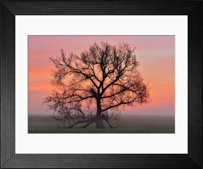 Framed Print : Oak trees in a foggy pasture, Vinita, Oklahoma, USA Framed Print : Oak trees in a foggy pasture, Vinita, Oklahoma, USA