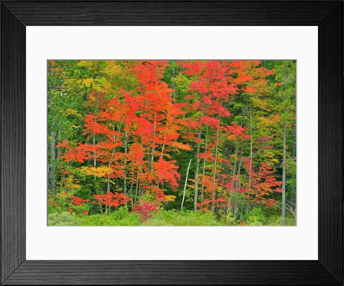 Framed Print : Autumn foliage at the edge of a creek, Lake Superior State Forest, near Seney, Michigan, USA Framed Print : Autumn foliage at the edge of a creek, Lake Superior State Forest, near Seney, Michigan, USA