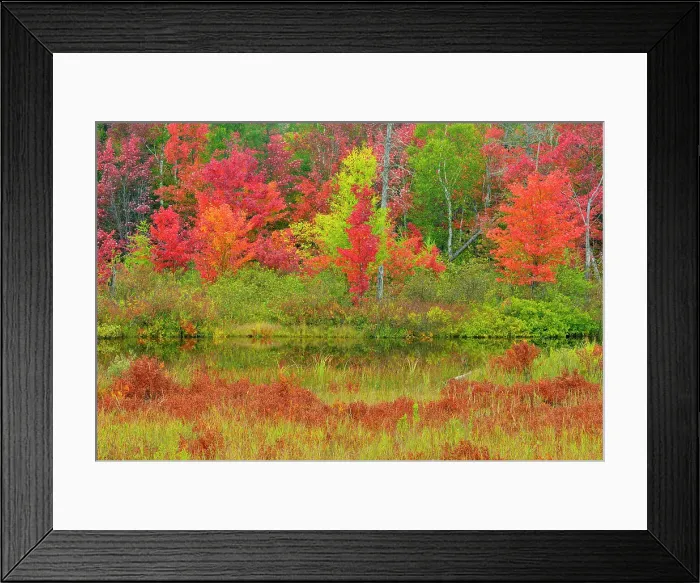 Framed Print : Autumn foliage at the edge of a creek, Lake Superior State Forest, near Seney, Michigan, USA