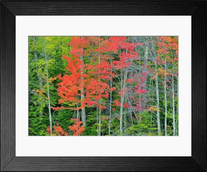 Framed Print : Autumn foliage in a wetland, Au Train, Michigan, USA Framed Print : Autumn foliage in a wetland, Au Train, Michigan, USA