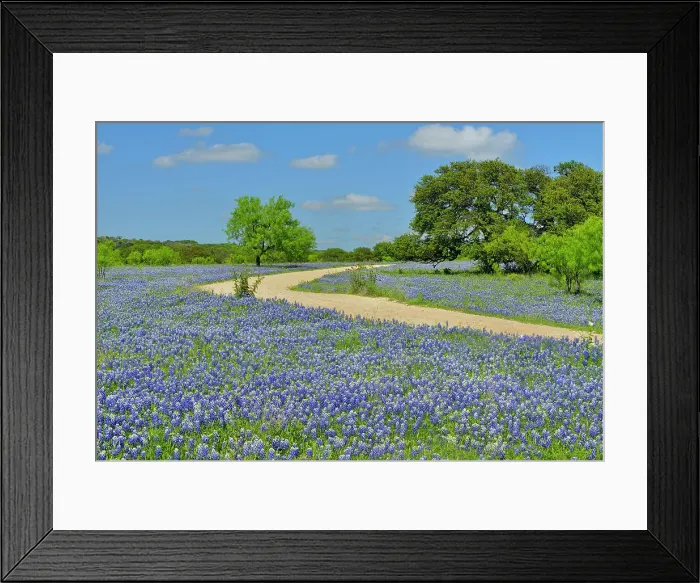 Framed Print : Roadside wildflowers along Threadgill Creek Road featuring Texas bluebonnets, Mason County, Texas, USA