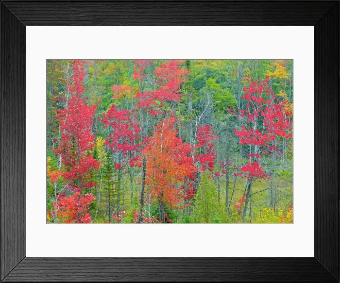 Framed Print : Autumn foliage in a wetland, Au Train, Michigan, USA Framed Print : Autumn foliage in a wetland, Au Train, Michigan, USA