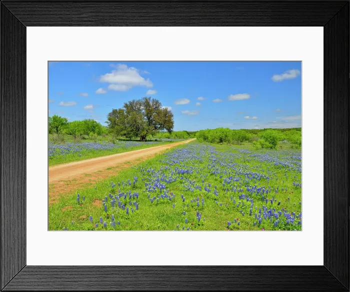 Framed Print : Roadside wildflowers along Threadgill Creek Road featuring Texas bluebonnets, Mason County, Texas, USA Framed Print : Roadside wildflowers along Threadgill Creek Road featuring Texas bluebonnets, Mason County, Texas, USA
