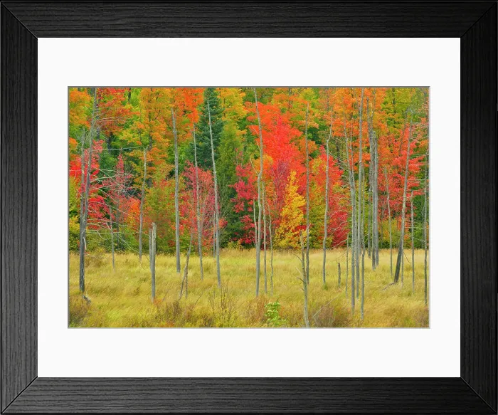 Framed Print : Early autumn colour, near Marquette, Michigan, USA Framed Print : Early autumn colour, near Marquette, Michigan, USA