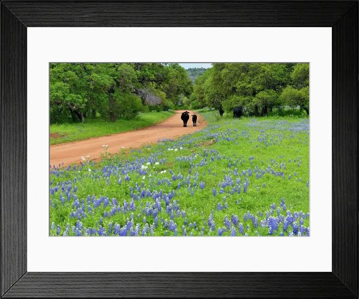 Framed Print : Texas bluebonnets near a country road with cattle, Llano County CR 310, Texas, USA Framed Print : Texas bluebonnets near a country road with cattle, Llano County CR 310, Texas, USA