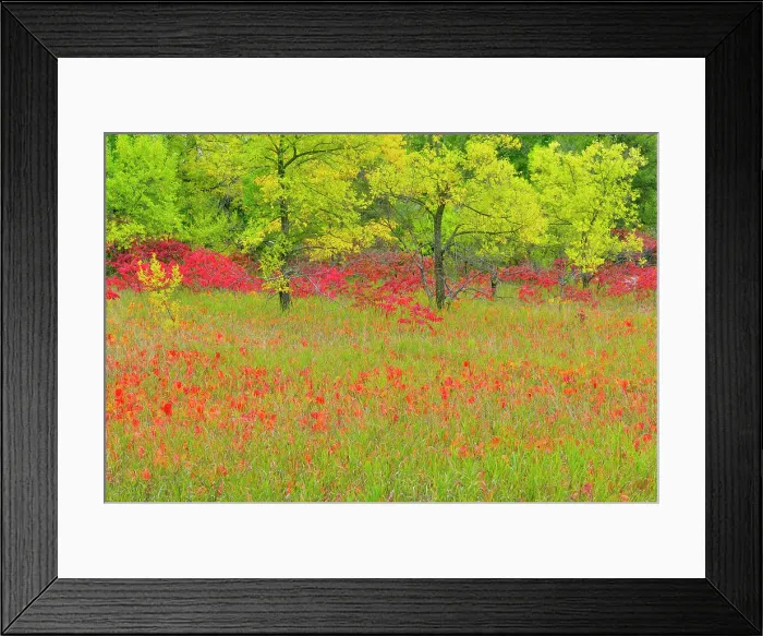 Framed Print : Autumn sumac with poison ivy and ash trees, Cass Lake, Minnesota, USA Framed Print : Autumn sumac with poison ivy and ash trees, Cass Lake, Minnesota, USA