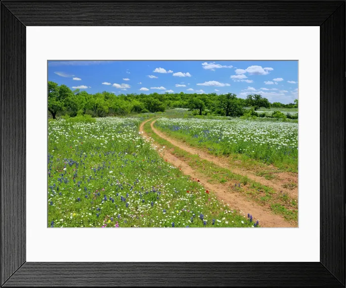 Framed Print : Wildflowers along the Art Hedwigs Hill Road, Mason County, Texas, USA Framed Print : Wildflowers along the Art Hedwigs Hill Road, Mason County, Texas, USA