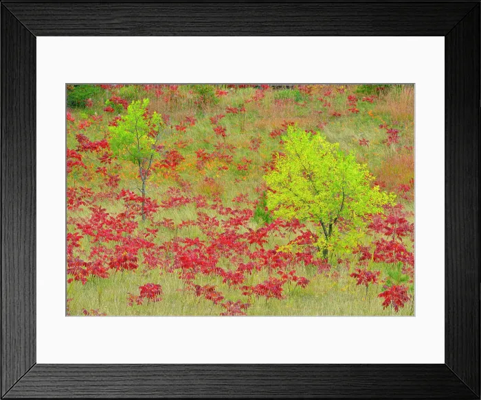 Framed Print : Autumn sumac and ash trees, Cass Lake, Minnesota, USA Framed Print : Autumn sumac and ash trees, Cass Lake, Minnesota, USA