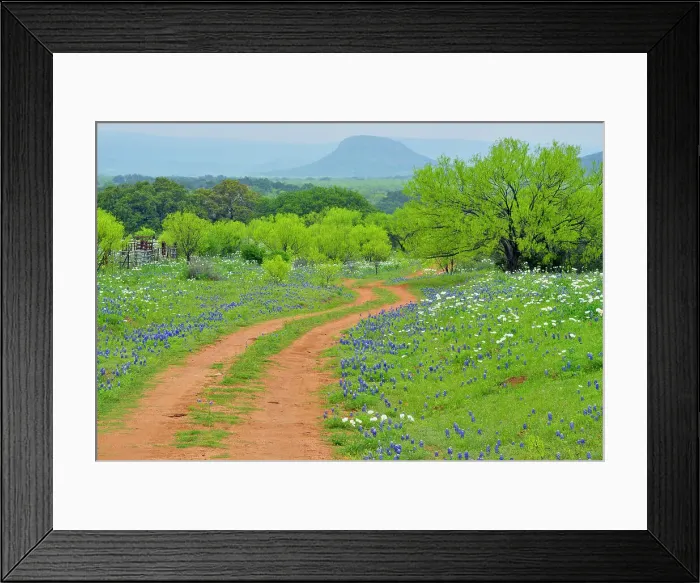 Framed Print : Texas bluebonnets and prickly poppies flowering along a country road, with spring mesquite trees, Willow City, Gillespie County, Texas, USA Framed Print : Texas bluebonnets and prickly poppies flowering along a country road, with spring mesquite trees, Willow City, Gillespie County, Texas, USA