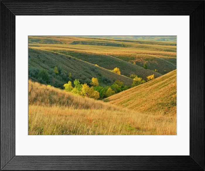 Framed Print : Green ash trees in the coulees in autumn colour, Fort Peck Indian Reservation, Montana, USA Framed Print : Green ash trees in the coulees in autumn colour, Fort Peck Indian Reservation, Montana, USA
