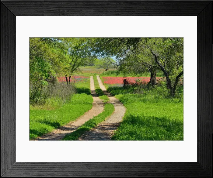 Framed Print : Country lane passing through wildflowers- paintbrush and bluebonnets, FM 476 near Poteet, Texas, USA