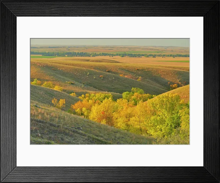 Framed Print : Green ash trees in the coulees in autumn colour, Fort Peck Indian Reservation, Montana, USA Framed Print : Green ash trees in the coulees in autumn colour, Fort Peck Indian Reservation, Montana, USA