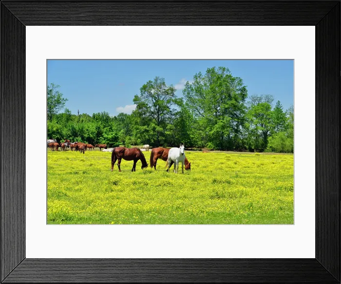 Framed Print : Buttercups and horses in a rural pasture, Centerville, Arkansas, USA Framed Print : Buttercups and horses in a rural pasture, Centerville, Arkansas, USA