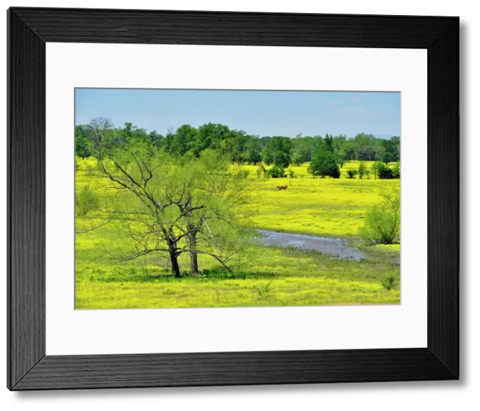 Framed Print : Buttercups in a rural pasture, Dardanelle, Arkansas, USA