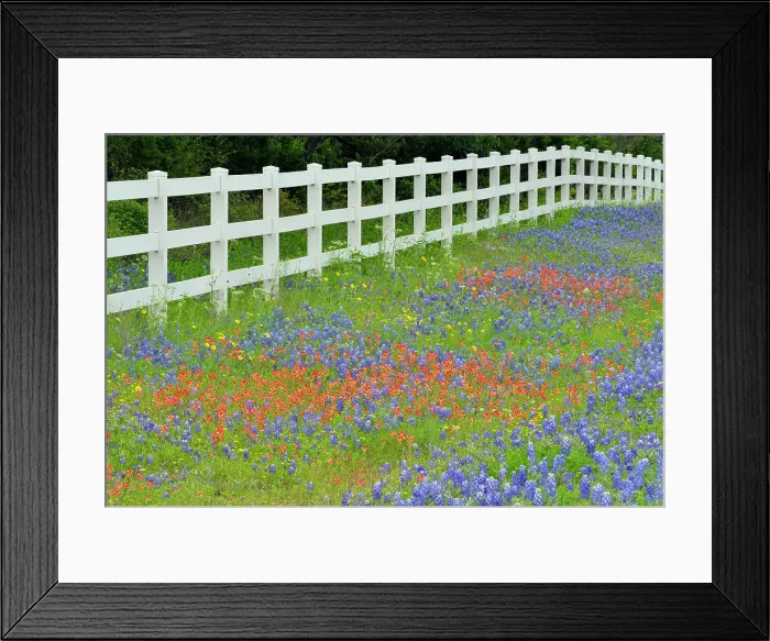 Framed Print : Roadside wildflowers and fenceline, Burnet County, Texas, USA Framed Print : Roadside wildflowers and fenceline, Burnet County, Texas, USA