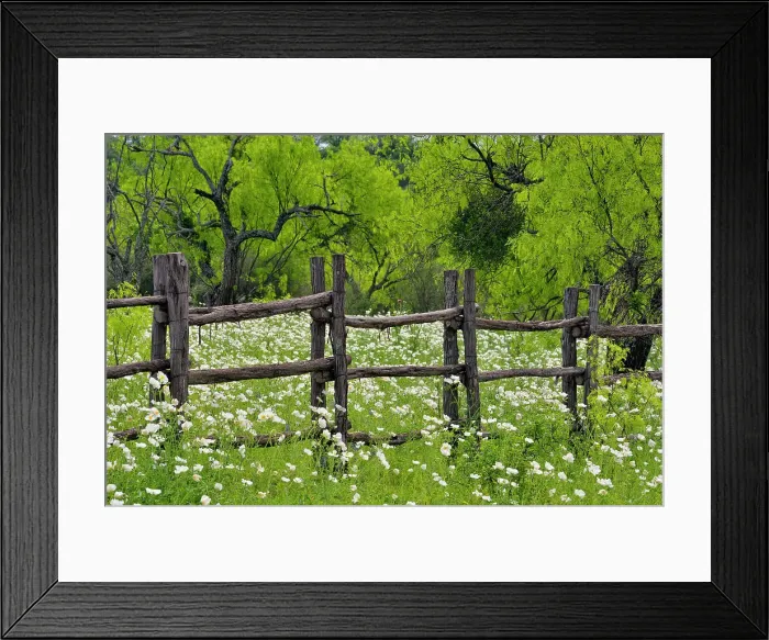 Framed Print : Flowering prickly poppy, Llano County CR 310, Texas, USA Framed Print : Flowering prickly poppy, Llano County CR 310, Texas, USA