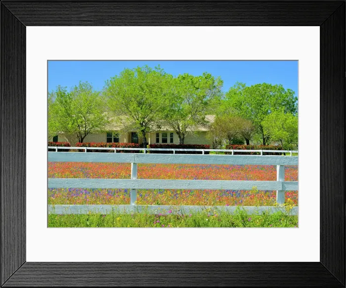 Framed Print : White fence and spring wildflowers, Hwy 97 near Stockdale, Texas, USA Framed Print : White fence and spring wildflowers, Hwy 97 near Stockdale, Texas, USA