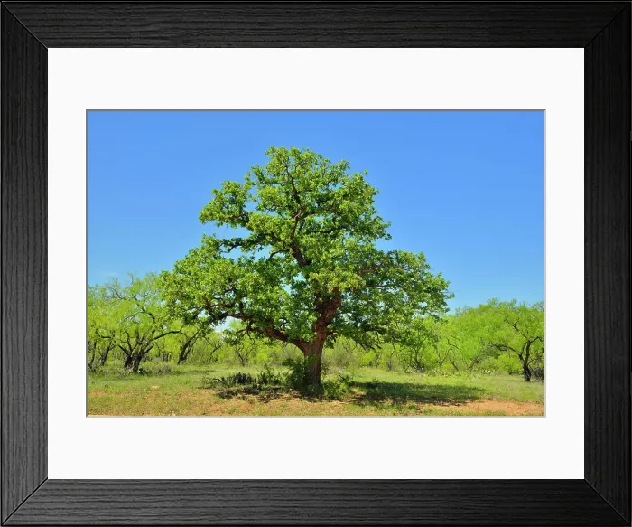 Framed Print : Wildflowers along the Art Hedwigs Hill Road, Mason County, Texas, USA Framed Print : Wildflowers along the Art Hedwigs Hill Road, Mason County, Texas, USA
