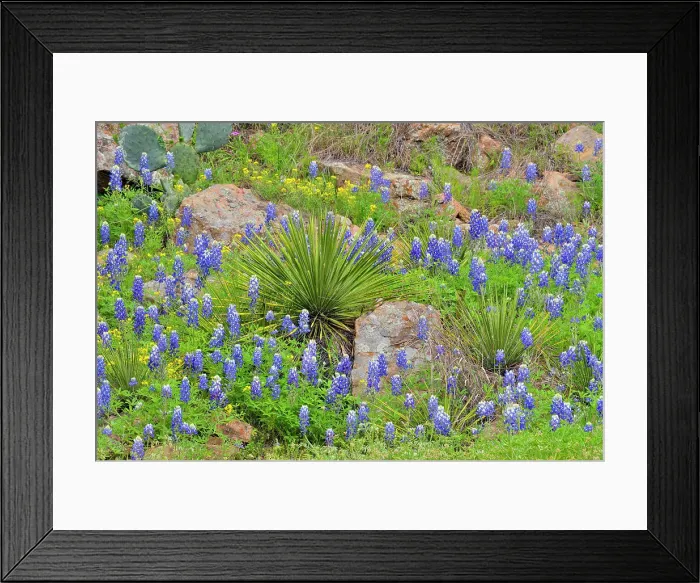 Framed Print : Flowering Texas bluebonnets in a field with spring mesquite trees, Willow City, Gillespie County, Texas, USA Framed Print : Flowering Texas bluebonnets in a field with spring mesquite trees, Willow City, Gillespie County, Texas, USA