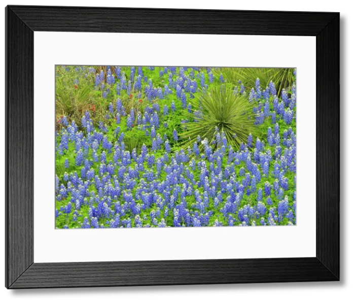 Framed Print : Flowering Texas bluebonnets with yucca in arid rocky habitat, Willow City Loop, Gillespie County, Texas, USA Framed Print : Flowering Texas bluebonnets with yucca in arid rocky habitat, Willow City Loop, Gillespie County, Texas, USA