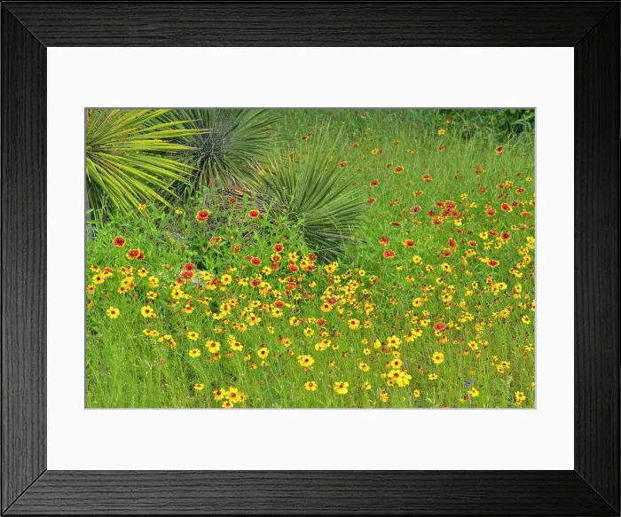 Framed Print : Native spring wildflowers and yucca, Pace Bend LCRA, Marble Falls, Texas, USA Framed Print : Native spring wildflowers and yucca, Pace Bend LCRA, Marble Falls, Texas, USA