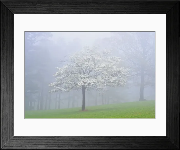 Framed Print : Oak trees in the fog, Mt. Sherman, Arkansas, USA Framed Print : Oak trees in the fog, Mt. Sherman, Arkansas, USA