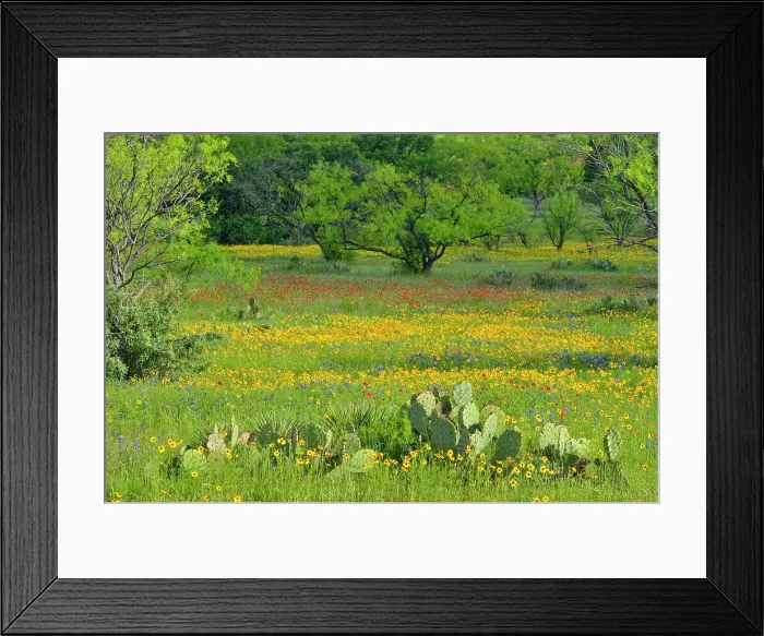 Framed Print : Roadside wildflowers along ranch road 152 featuring greenthread and cactus, Llano County, Texas, USA Framed Print : Roadside wildflowers along ranch road 152 featuring greenthread and cactus, Llano County, Texas, USA