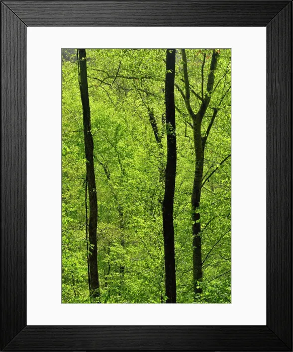 Framed Print : Fresh greenery in the forest on the Lost Valley Trail, Buffalo National River- Lost Valley Trail, Arkansas, USA Framed Print : Fresh greenery in the forest on the Lost Valley Trail, Buffalo National River- Lost Valley Trail, Arkansas, USA