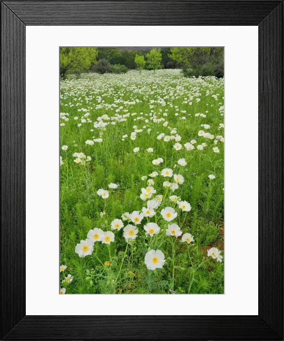 Framed Print : Flowering prickly poppies in a field with spring mesquite trees, Willow City, Gillespie County, Texas, USA Framed Print : Flowering prickly poppies in a field with spring mesquite trees, Willow City, Gillespie County, Texas, USA