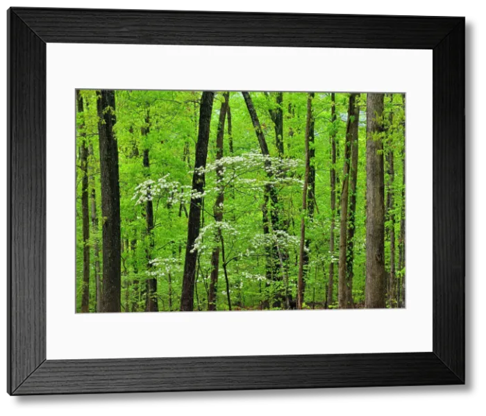 Framed Print : Flowering dogwood in the hardwood forest, Buffalo National River, Arkansas, USA